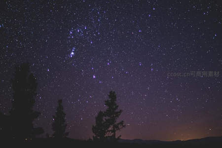 松林剪影映衬繁星满天