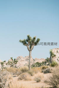 沙漠中的约书亚树剪影
