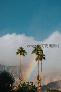 棕榈树后升起的沙漠彩虹