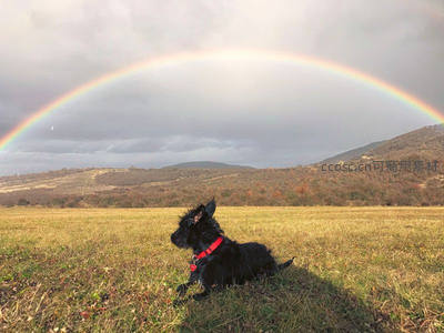 黑犬仰望彩虹，旷野秋色尽收眼底
