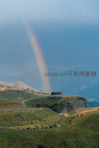 高原牧场上的彩虹与悠闲牛群