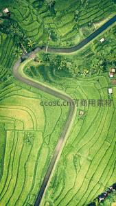 蜿蜒小路穿行梯田绿海