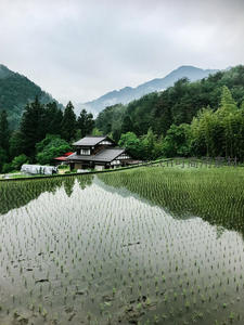 雨后水田倒映传统日式民居