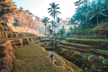 梯田间漫步的旅人，椰林与晨光相伴