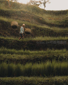 农夫肩挑竹篓行，梯田深处劳作忙