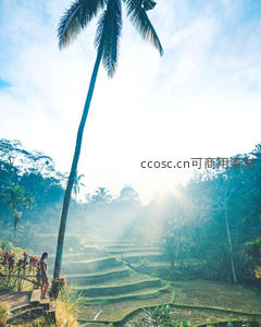 晨雾中的梯田与旅人
