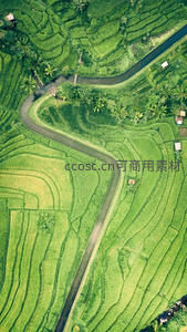 蜿蜒公路穿行于翠绿梯田之间