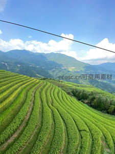蓝天白云下连绵起伏的绿色梯田
