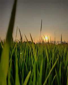 稻穗缝隙夕阳余晖温柔洒落