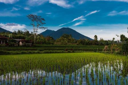 青山绿水映梯田，倒影如画田园景