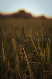 夕阳余晖染金穗，微距特写稻谷丰盈