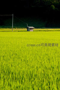 广阔稻田中孤独小屋与电线杆