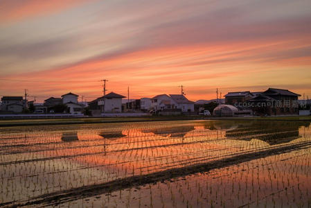 夕阳西下时水田倒映绚烂晚霞