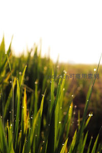 晨光中的稻叶露珠晶莹剔透