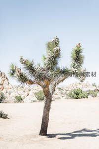 约书亚树孤独矗立于岩石荒漠
