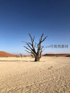 枯树孤影立沙海，红沙蓝天成绝景