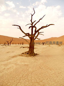 枯树屹立龟裂地，荒漠无声诉沧桑