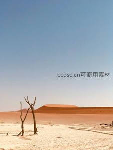 枯树孤影映衬红沙丘