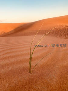 孤草立于橙红沙丘之上