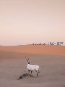 白羚羊伫立沙丘暮色