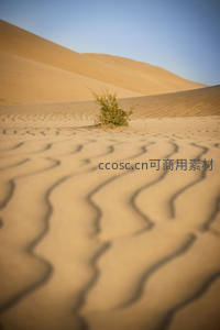 孤植沙丘，风纹如画