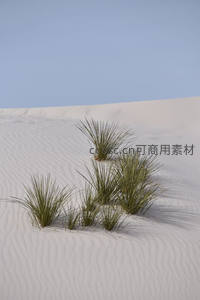 白沙上的绿意，顽强草丛点缀纯净沙丘
