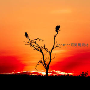 孤树双鸟剪影映夕照