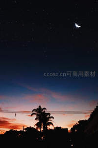 星月同辉，棕榈剪影夜未央