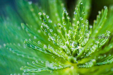 绿植尖端露珠，晨曦中晶莹剔透