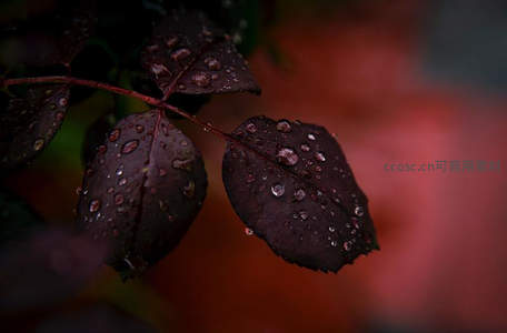 深色叶片雨珠，暗调中显精致