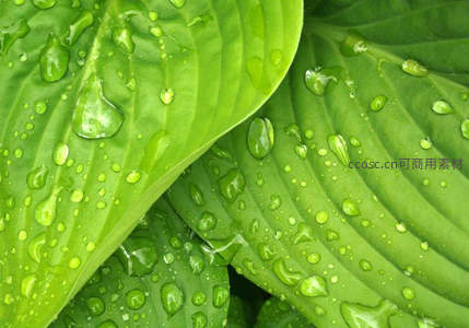 雨滴密布宽大绿叶，水珠剔透欲坠