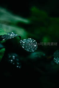 深绿叶片上的晶莹露珠