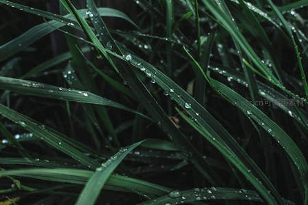 雨后青草叶尖的剔透水珠