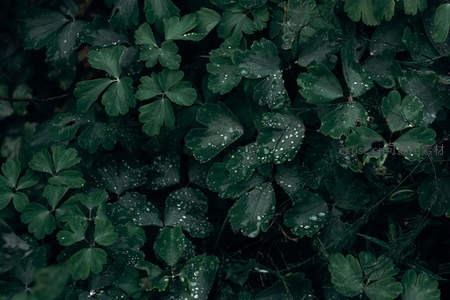 深色叶片上散落的雨滴
