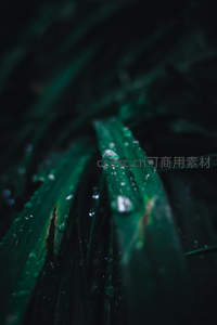 暗调草叶上的水滴，神秘幽深的自然瞬间