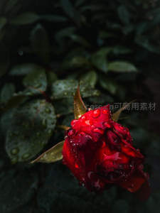 雨后玫瑰，水珠晶莹欲滴