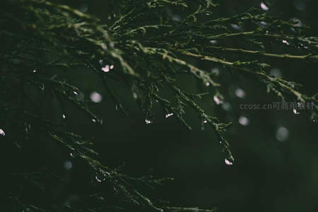 深绿针叶上凝结的雨后水珠