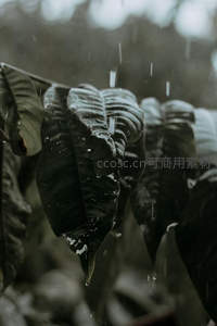 雨滴轻吻深绿叶片，微距捕捉自然韵律