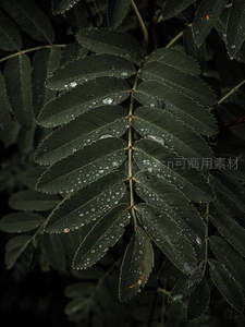暗影中带露的复叶