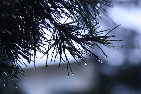 松针尖上悬挂的雨滴