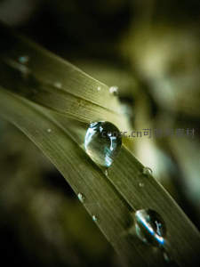 草叶上滚动的水滴倒影