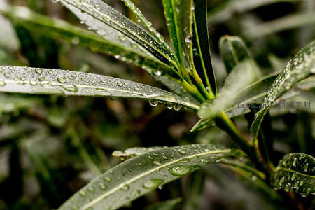 雨后绿叶上的晶莹水珠特写