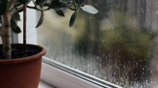 窗台盆栽旁雨滴滑落玻璃窗