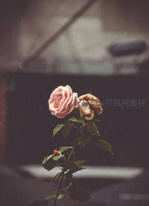 雨中玫瑰，一朵盛开一朵凋零