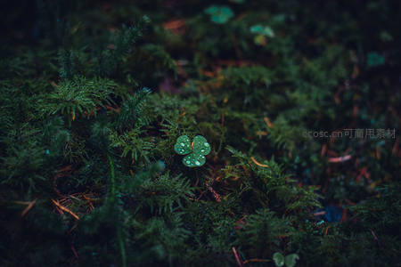 苔藓丛中，四叶草露珠晶莹