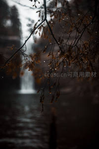 雨后枝头挂露珠，背景瀑布朦胧如仙境