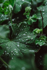 绿叶承雨珠晶莹剔透，微距展现生命之美
