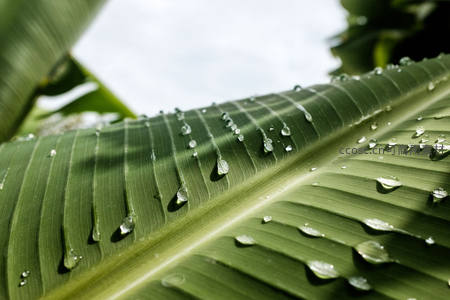 宽大叶片上的雨珠滚落