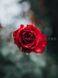 雨滴轻吻，红玫瑰绽放
