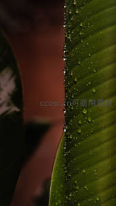 绿叶上的晶莹水珠特写